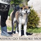 Taishou Go Shikoku Mori