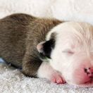 IMPERIAL STORMTROOPER Child of Love