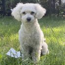 Mohito Rockowe Perły