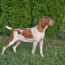 Almudena De Arte Venandi