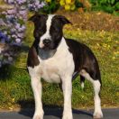 MISTERY GIRL Pokerowy Żywot