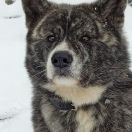 Ayano z Senshi No Seishin