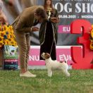 Just Dancing Queen Nightingale Gold