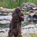 NCIS KENSI Renmil's Dream