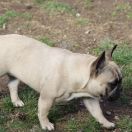 MIRABEL FRANCUSKIE SŁONECZKA 