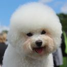 A’BEZA Bianca Principessa FCI 