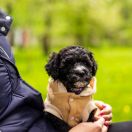 Aussie Welkope CZAS NA CUD