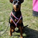 QUEEN OF THE DARK Avendesora Poland FCI 