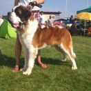 CYGAN Ponidziański Ber