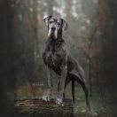 Anazstazja Mgliste Spojrzenie