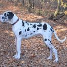 VALINOR Czar Olbrzyma