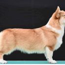 Carolina Of Royal Ramonda