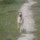 Vardamak Wardat Al Sahra'a