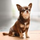 I’am Chocolate Fondant Samedino 