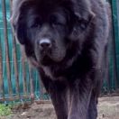 PRINCE RICHARD II Szczęście