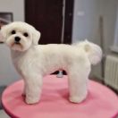 Mozart Ze Śląskiej Ziemi Reproduktor