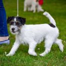 Żubrówka Gwiazda Podhala 