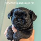 Muminek Magiczna Czerń FCI