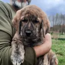  Excelente Carlos Spiritus Silvam