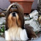 Multi Ch.Denny Play Soni'g