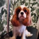 Piter's Royal Family Taurika 