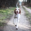 OLIANA Filii Artemesias