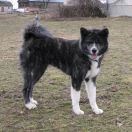 A'AMAYA - EMI Go Akogareno