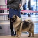 CHILLI ELEMENT OF ME