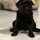 CARLINO NERO ARTEMIDA