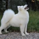 LILY OF THE VALLEY Princesof the Universe