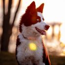 CH. PL. JCH. PL. WIDMO WIEDŹMA z Grajdołka Demonów Słowiańskich