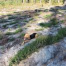 CZARA ze Stadniny Cisowiec