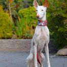 Yurania Baltas Vejas