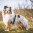 Owlland's BECAUSE I LOVE YOU