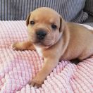 BIMBER Horseradish Gang Staff