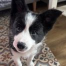 A' ANGEL HEART Borderowe Roztocze