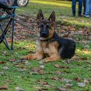 Weja Mon-Marius Dogs