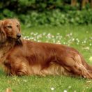 NIRRTI NASIRA Kollapsar FCI