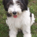 KORI Futrzaki Bałtyku FCI