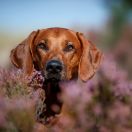 IDA Pręgowce z Jasienia