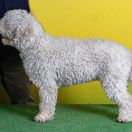 XANTOBELLA Bona Espero (FCI)