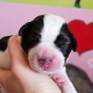 Believe in Luna Collis Amores 