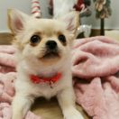 DAENERYS z Dorzecza FCI 