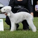 DAFNE DIANOND LAMB FCI