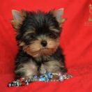 DAIQUIRI ORGINAL Indorado FCI