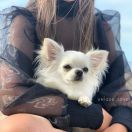 Daisy Princess Chi Lucky Charm