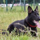 DAKOTA vom Peiner Burgpark