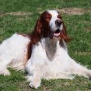 Dalriach Rolling Stone