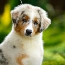 Damani Dream NO ONE ELSE