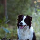 DARLING DAKOTA Clan Fair Play